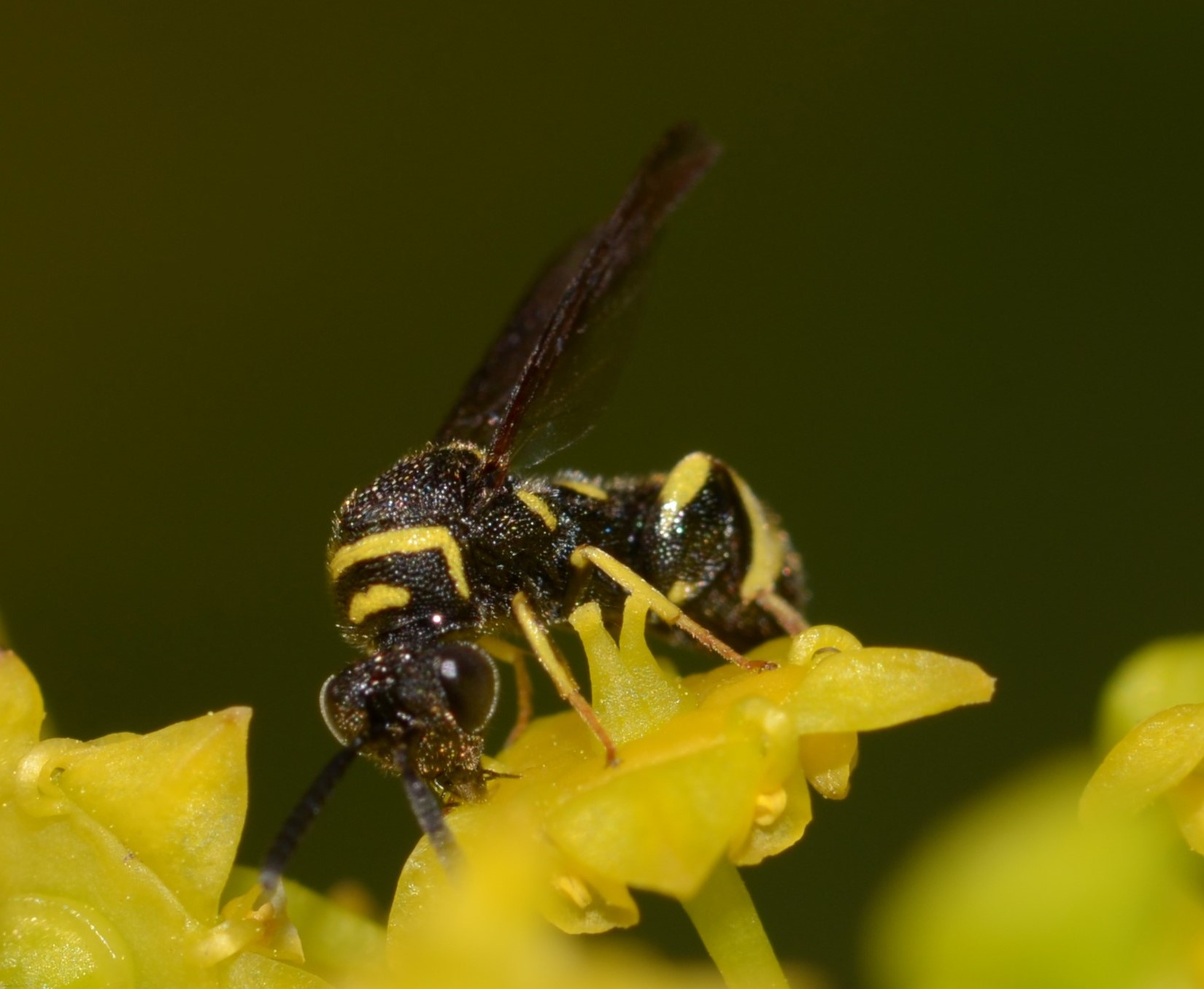 Leucospidae? S, maschio di Leucospis aff. bifasciata